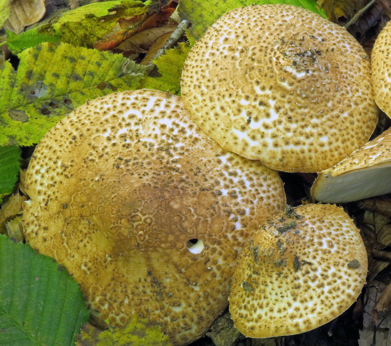 Lepiota aspera (Pers. : Fr.) Quel.
Lepiota aspera (Pers. : Fr.) Quel. - Pileo.
Parole chiave: Lepiota aspera (Pers. : Fr.) Quel.