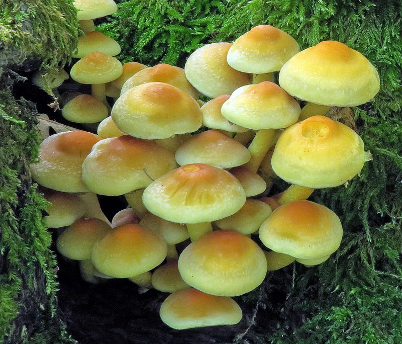 Hypholoma fasciculare (Huds. : Fr.) P. Kumm.
Hypholoma fasciculare (Huds. : Fr.) P. Kumm. - Pileo
Parole chiave: Hypholoma fasciculare (Huds. : Fr.) P. Kumm.