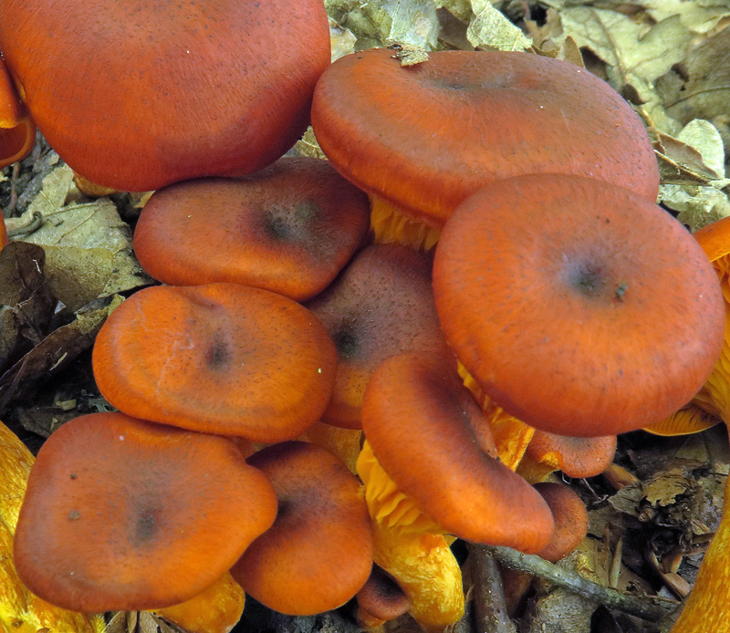 Omphalotus olearius (DC. : Fr.) Singer
Omphalotus olearius (DC. : Fr.) Singer - Cappello depresso al centro, ombellicato, pileo percorso da fibrille radiali scure.
Parole chiave: Omphalotus olearius (DC. : Fr.) Singer