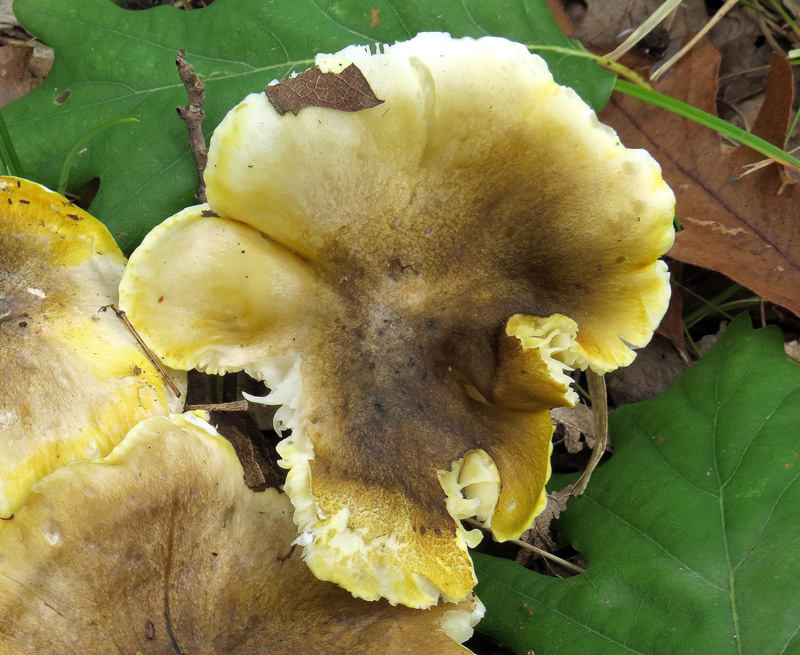 Tricholoma sejunctum (Sowerby : Fr.) Quel.
Tricholoma sejunctum (Sowerby : Fr.) Quel. - Cappello verde giallastro, fibrilloso, che ricorda i cromatismi di Amanita phalloides.
Parole chiave: Tricholoma sejunctum (Sowerby : Fr.) Quel.