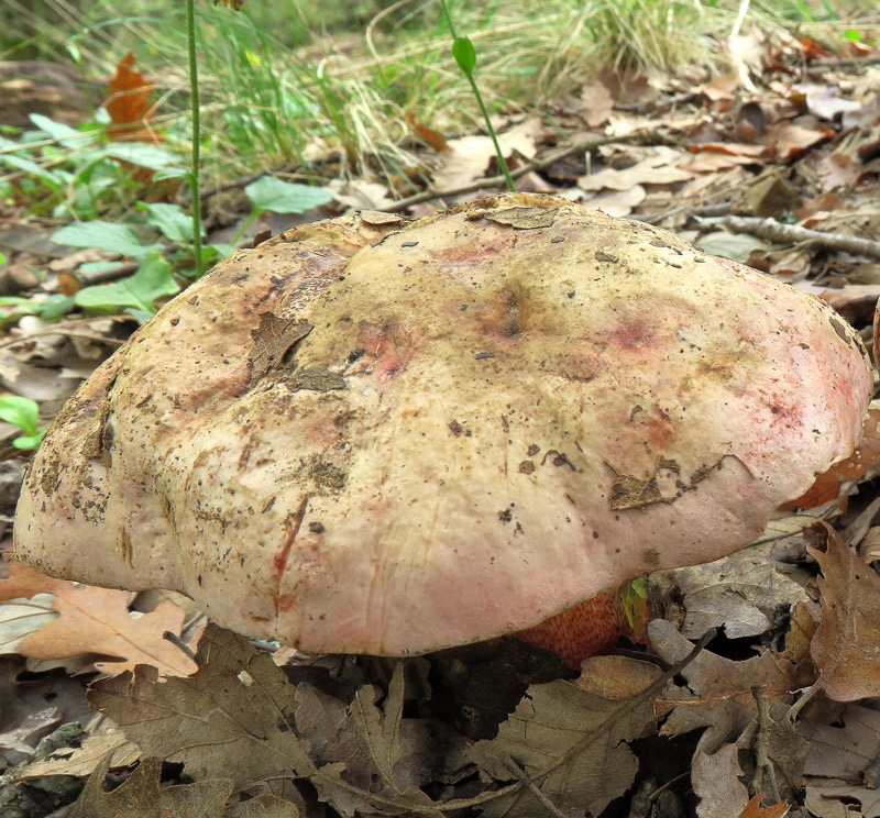 Rubroboletus rhodoxanthus (Krombh.) Kuan Zhao & Zhu L. Yang.
Rubroboletus rhodoxanthus (Krombh.) Kuan Zhao & Zhu L. Yang. - Cappello robusto con cuticola feltrata sfumata di rosa.
Parole chiave: Rubroboletus rhodoxanthus (Krombh.) Kuan Zhao & Zhu L. Yang.