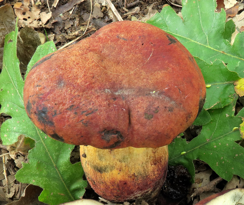 Suillellus queletii (Schulzer) Vizzini, Simonini & Gelardi.
Suillellus queletii (Schulzer) Vizzini, Simonini & Gelardi. - Cappello con cuticola asciutta e vellutata, con colorazione variabile da ocra-aranciato a bruno-rossastro, virante al tocco.
Parole chiave: Suillellus queletii (Schulzer) Vizzini, Simonini & Gelardi.