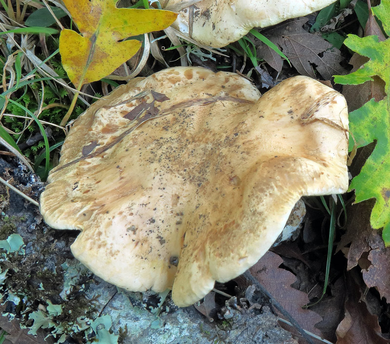 Tricholoma acerbum (Bull. : Fr.) Quelet
Tricholoma acerbum (Bull. : Fr.) Quelet - Pileo biancastro sfumato di ocra, scanalato al margine.
Parole chiave: Tricholoma acerbum (Bull. : Fr.) Quelet