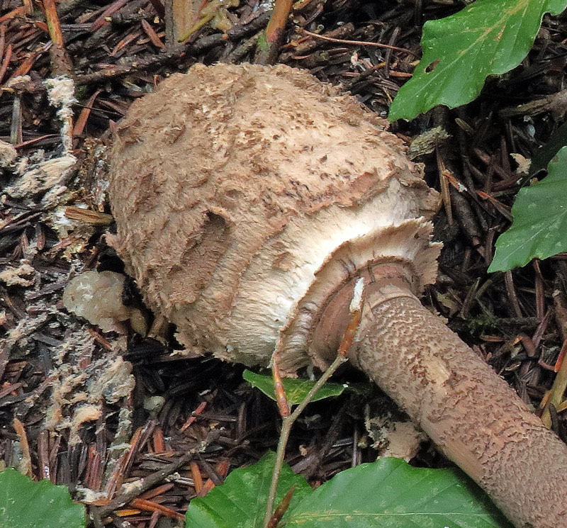 Macrolepiota procera (Scop. : Fr.) Singer
Macrolepiota procera (Scop. : Fr.) Singer - Pileo squamuloso, anello che inizia a distaccarsi dal margine del pileo, decorazione zebrata sul gambo.
Parole chiave: Macrolepiota procera (Scop. : Fr.) Singer