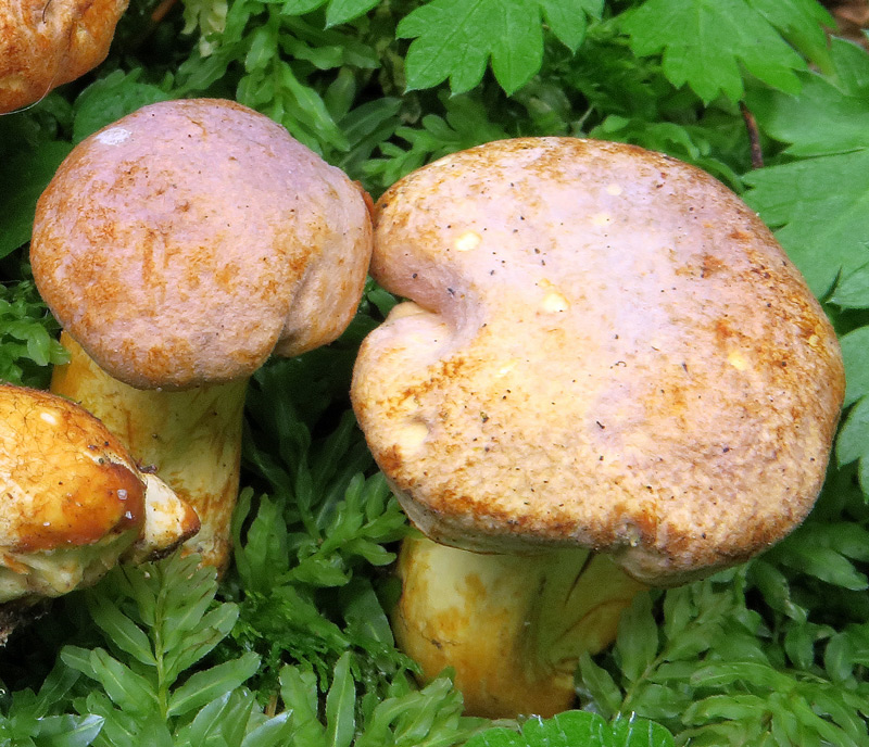 Cantharellus amethysteus (Quel.) Sacc.
Cantharellus amethysteus (Quel.) Sacc. - Cromatismi e scagliette ametista sul pileo del cappello.
Parole chiave: Cantharellus amethysteus (Quel.) Sacc.