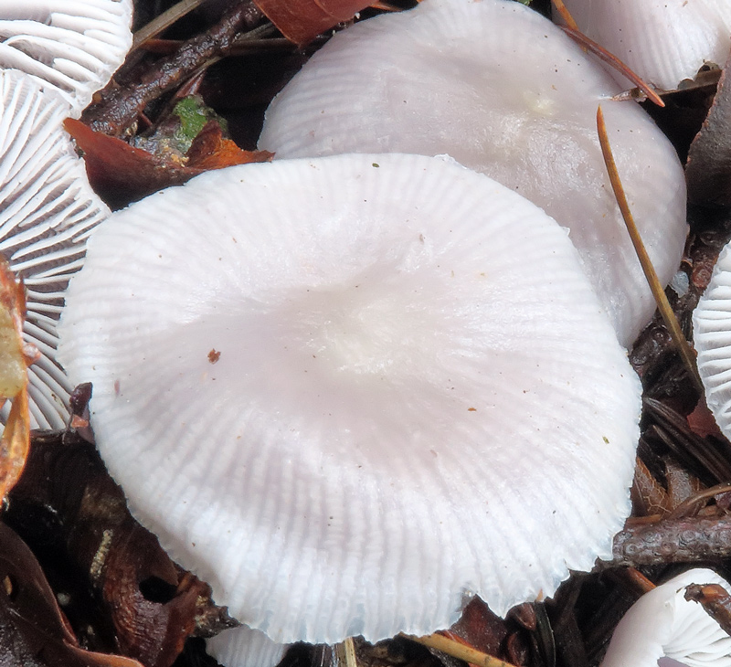 Mycena pura (Pers.: Fr.) P. Kumm
Mycena pura (Pers.: Fr.) P. Kumm - Pileo plissettato radialmente nella sua interezza.
Parole chiave: Mycena pura (Pers.: Fr.) P. Kumm