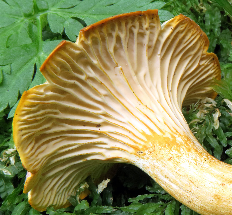 Cantharellus amethysteus (Quel.) Sacc.
Cantharellus amethysteus (Quel.) Sacc. - Imenoforo a pliche e viraggio rugginoso alla contusione, corrosione.
Parole chiave: Cantharellus amethysteus (Quel.) Sacc.