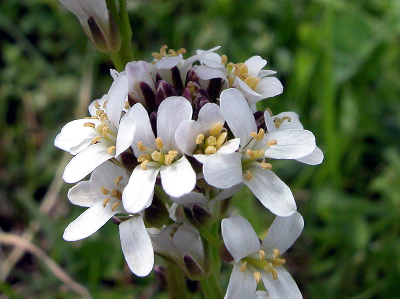 Iberis sempervirens
Iberis sempervirens
Parole chiave: Iberis sempervirens