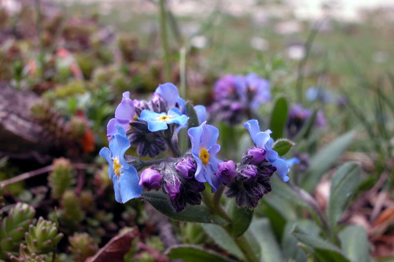 Myosotis scorpioides
Myosotis scorpioides
Parole chiave: Myosotis scorpioides