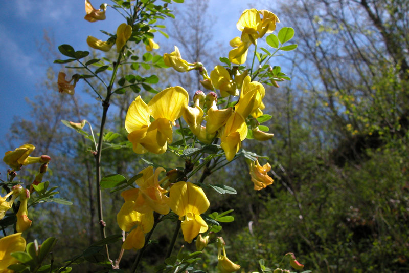 Coronilla emerus
Coronilla emerus
Parole chiave: Coronilla emerus