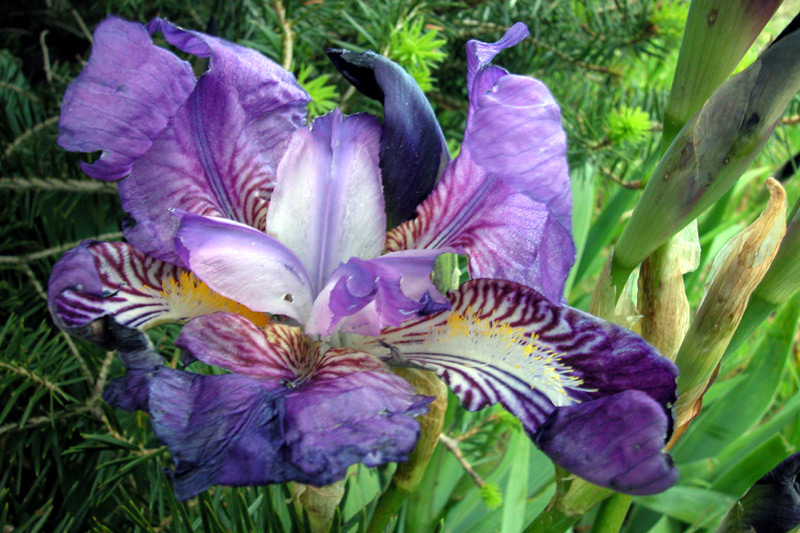 Iris germanica
Iris germanica Giaggiolo
Parole chiave: Iris germanica Giaggiolo