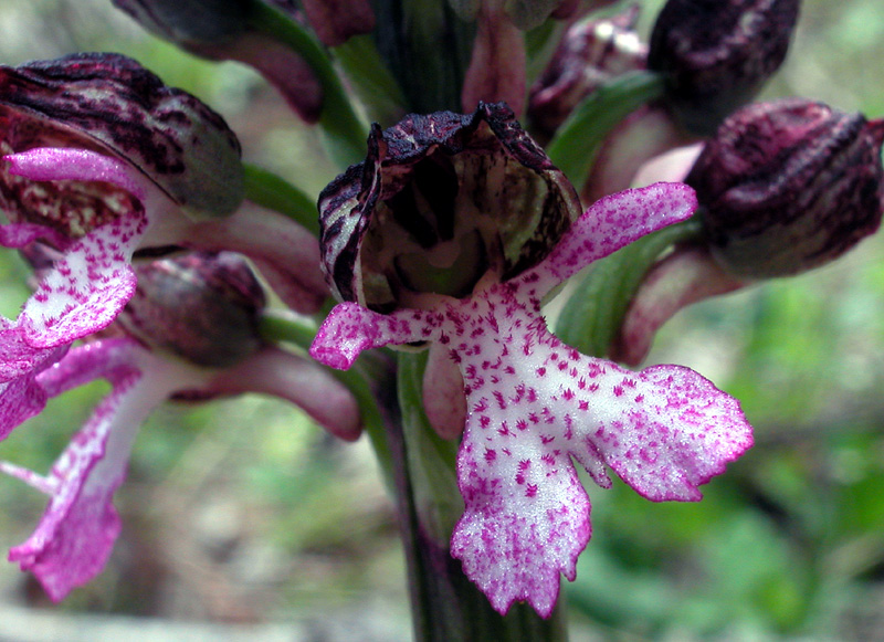 Orchis purpurea
Orchis purpurea
Parole chiave: Orchis purpurea
