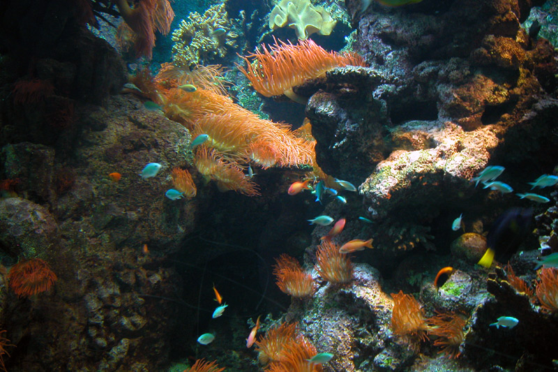 Anemoni marini
Anemoni marini
Parole chiave: Anemoni marini