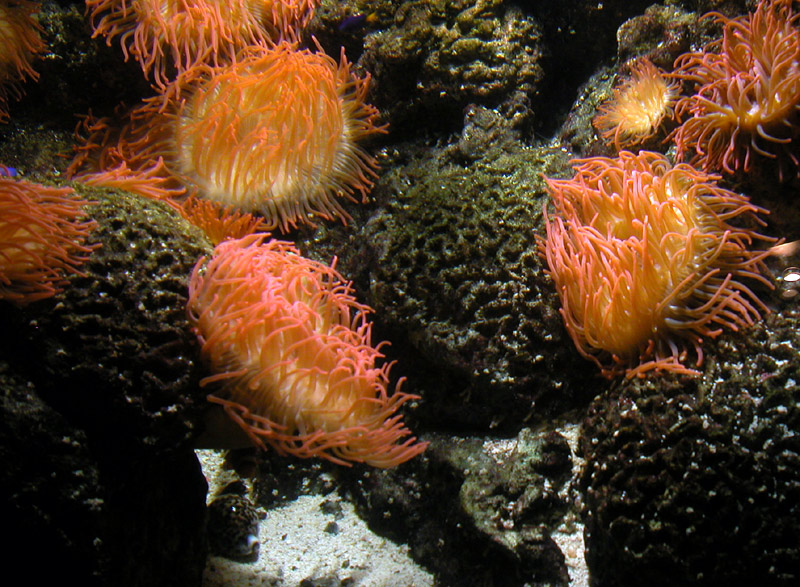 Anemoni marini
Anemoni marini
Parole chiave: Anemoni marini