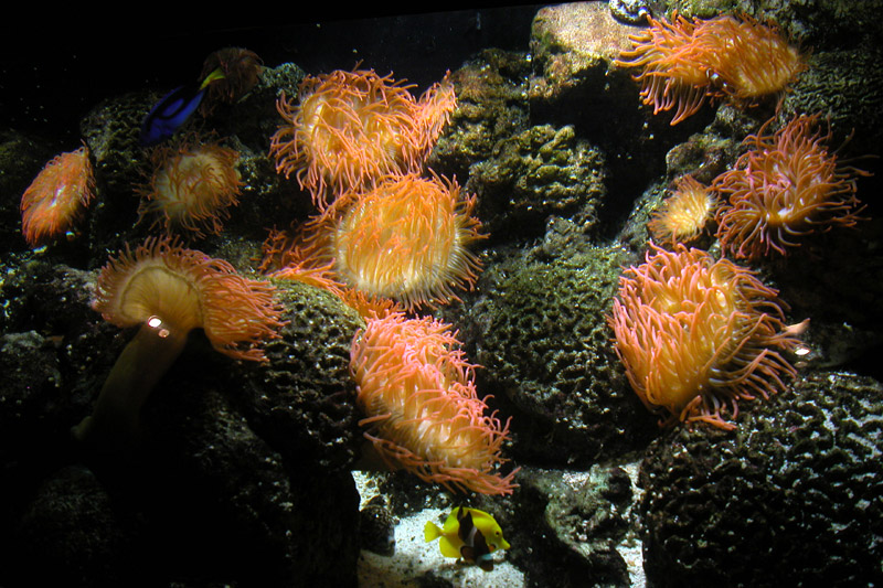 Anemoni marini
Anemoni marini
Parole chiave: Anemoni marini