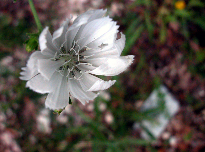 Cichorium intybus
Cichorium intybus forma albina
Parole chiave: Cichorium intybus forma albina