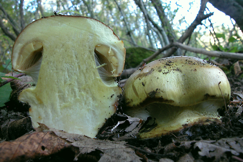 Cortinarius atrovirens
Cortinarius atrovirens
Parole chiave: Cortinarius atrovirens