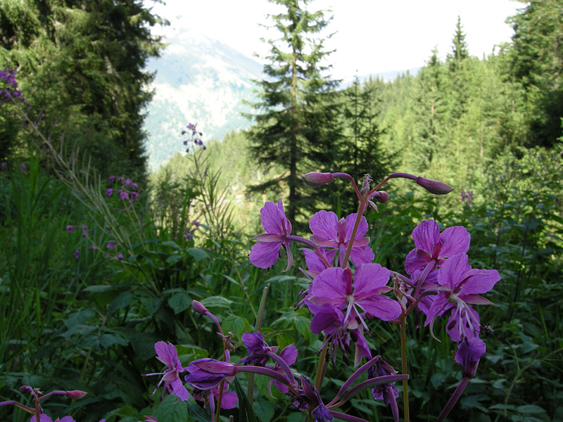 Epilobium angustifolium
Epilobium angustifolium
Parole chiave: Epilobium angustifolium