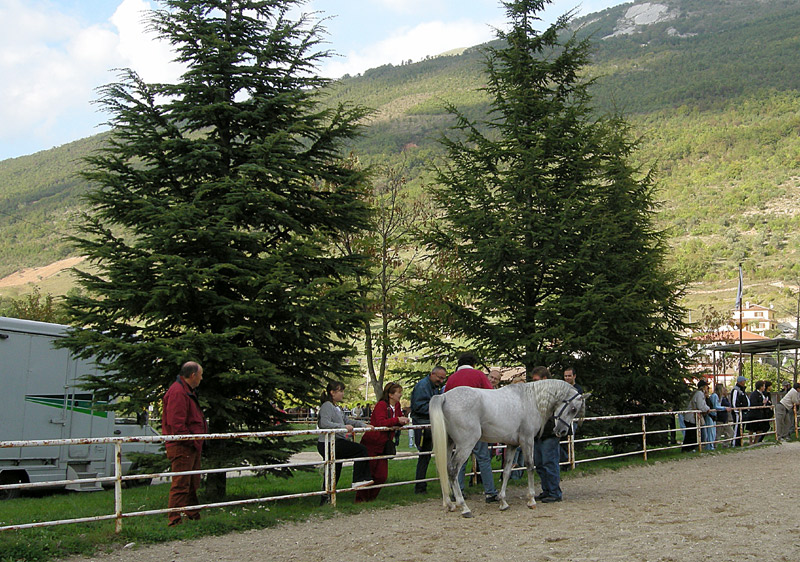 Equus caballus
Cavallo Arabo
Parole chiave: Equus caballus Cavallo Arabo