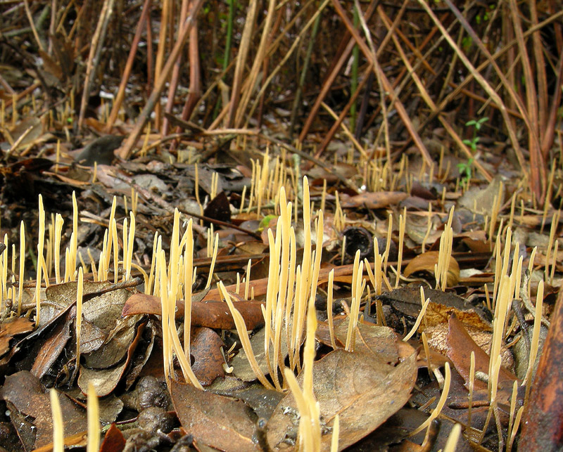 Macrotyphula juncea
Macrotyphula juncea
Parole chiave: Macrotyphula juncea