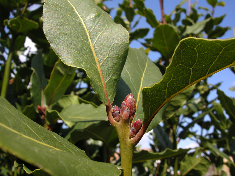 Laurus nobilis
Laurus nobilis
Parole chiave: Laurus nobilis