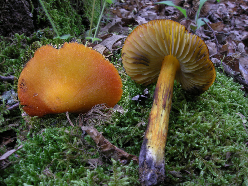 Hygrocybe conica
Hygrocybe conica
Parole chiave: Hygrocybe conica