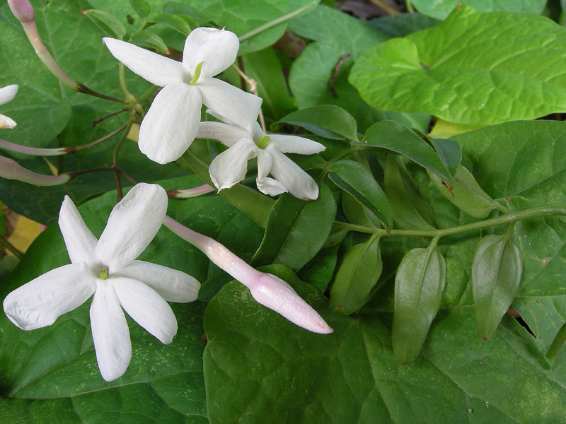 Jasminum polyanthum
Jasminum polyanthum Gelsomino
Parole chiave: Jasminum polyanthum Gelsomino