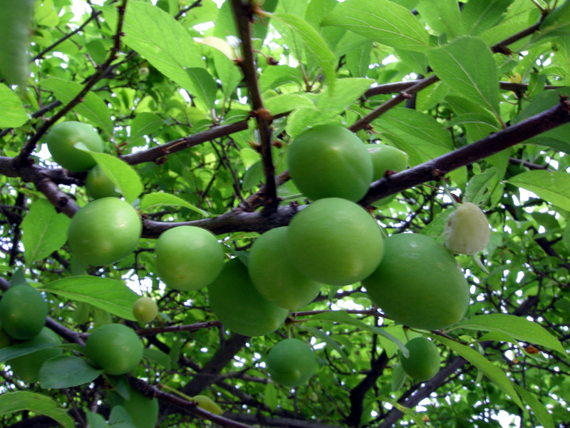 Prunus domestica
Prunus domestica Susino
Parole chiave: Prunus domestica Susino