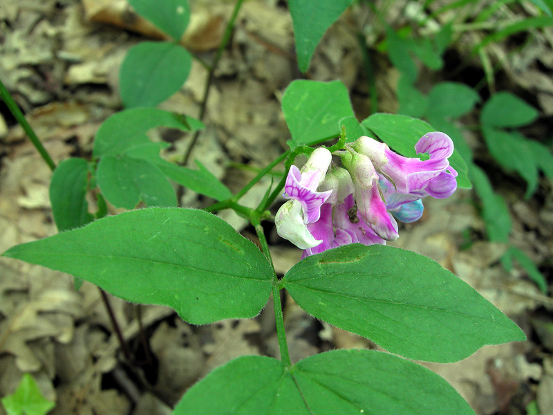 Lathyrus vernus (L.) Bernhardi
Lathyrus vernus (L.) Bernhardi

Parole chiave: Lathyrus vernus (L.) Bernhardi