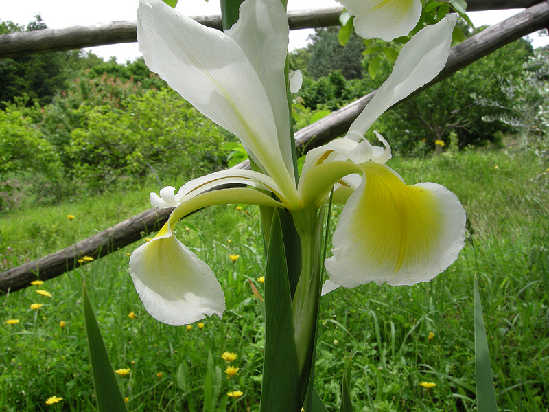Iris orientalis
Iris orientalis
Parole chiave: Iris orientalis