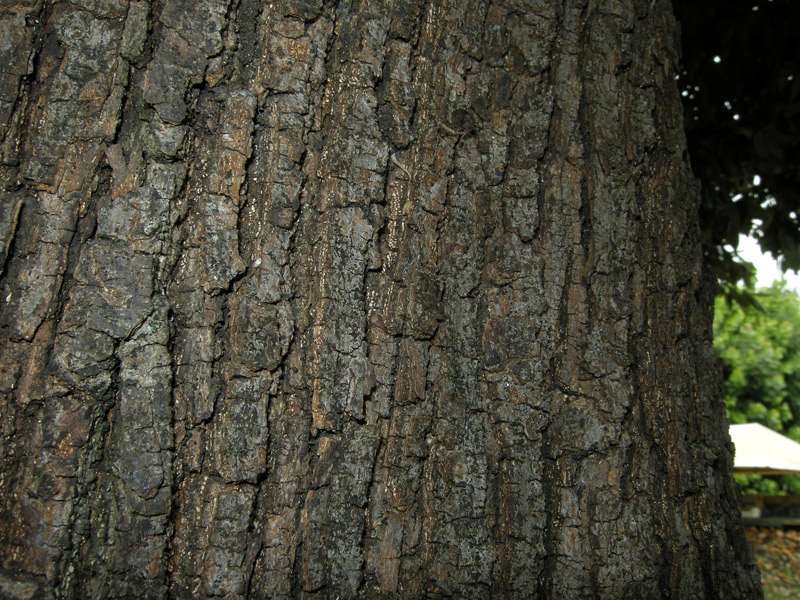 Quercus ilex
Quercus ilex Leccio
Parole chiave: Quercus ilex Leccio