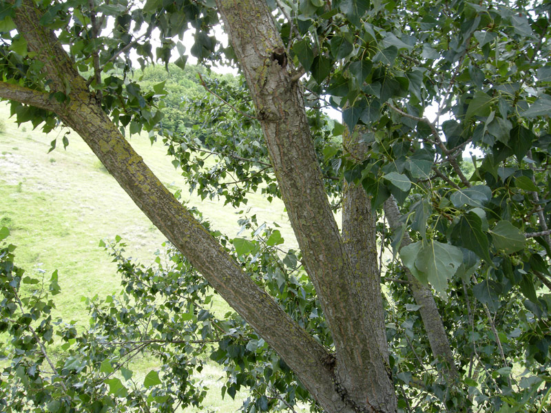 Populus nigra
Populus nigra Pioppo Nero
Parole chiave: Populus nigra Pioppo Nero
