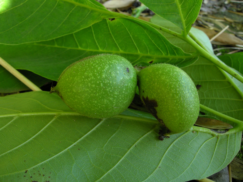 Juglans regia
Juglans regia Noce
Parole chiave: Juglans regia Noce