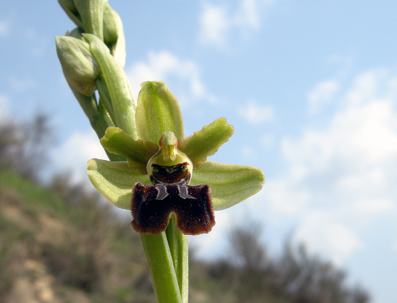 Ophrys sphegodes
Ophrys sphegodes Miller. 

Parole chiave: Ophrys sphegodes Miller. 