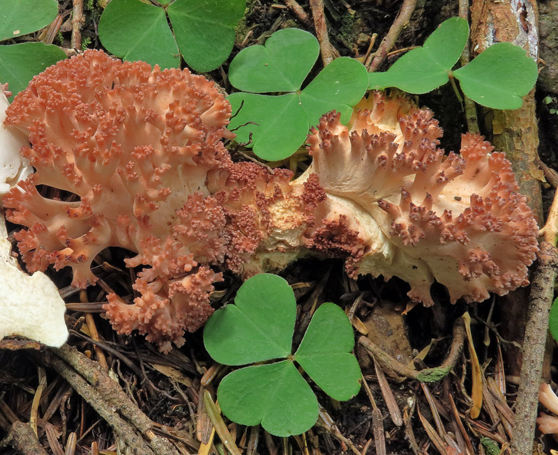 Ramaria botrytis (Pers. : Fr.) Ricken
Ramaria botrytis (Pers. : Fr.) Ricken - Rami principali e apici.
Parole chiave: Ramaria botrytis (Pers. : Fr.) Ricken