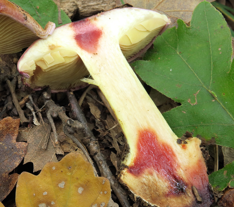 Cortinarius xanthophyllus (Cooke) Rob. Henry
Cortinarius xanthophyllus (Cooke) Rob. Henry - Reazioni al KOH, carne gialla, violetta sotto la cuticola.
Parole chiave: Cortinarius xanthophyllus (Cooke) Rob. Henry