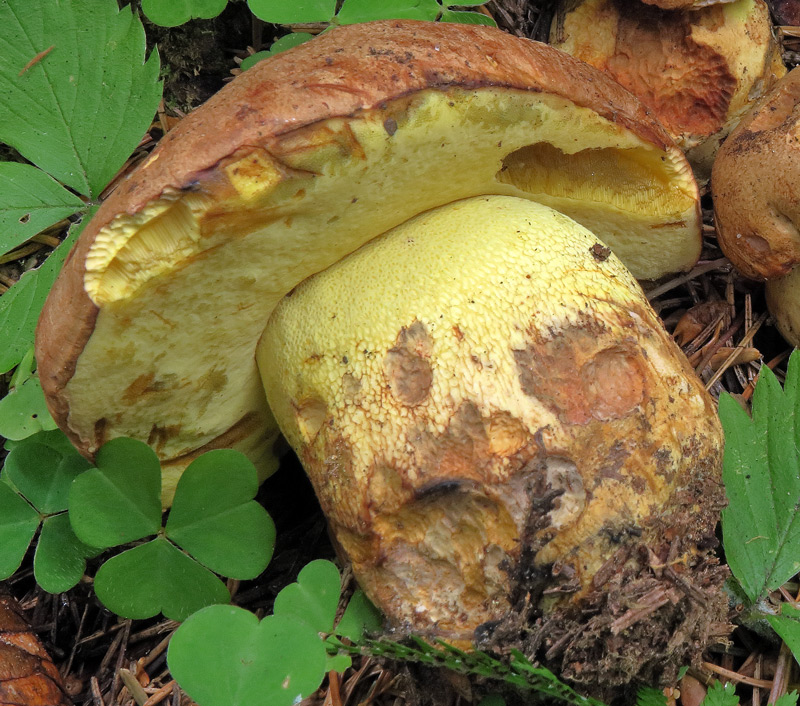 Butyriboletus subappendiculatus (Dermek, Lazebn. & J. Veselsky) D. Arora & J.L. Frank
Butyriboletus subappendiculatus (Dermek, Lazebn. & J. Veselsky) D. Arora & J.L. Frank - Gambo obeso alla base, giallo e con reticolo concolore, imenoforo giallo e cappello color camoscio.
Parole chiave: Butyriboletus subappendiculatus (Dermek, Lazebn. & J. Veselsky) D. Arora & J.L. Frank