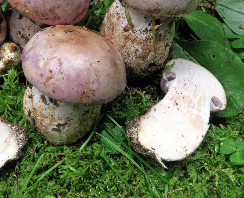 Phlegmacium variecolor  (Pers.) Wunsche
Phlegmacium variecolor  (Pers.) Wunsche - Cappello lilla violetto con squamette ocracee al centro del disco, Carne lilla nel cappello e nella parte alta del gambo, lamelle grigio-lilla, gambo obeso, clavato.
Parole chiave: Phlegmacium variecolor (Pers.) Wunsche