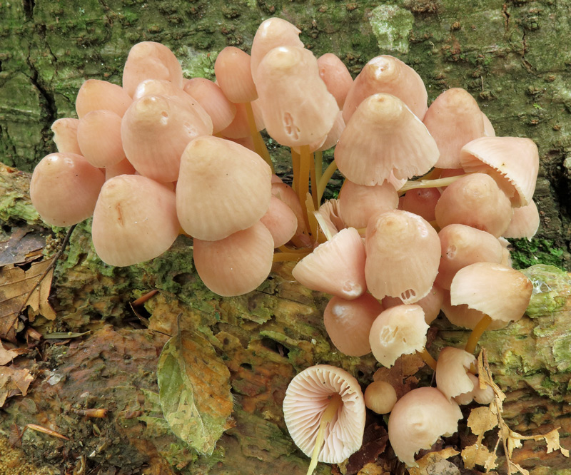 Mycena renati Quel.
Mycena renati Quel. - Fungo cespitoso lignicolo.
Parole chiave: Mycena renati Quel.