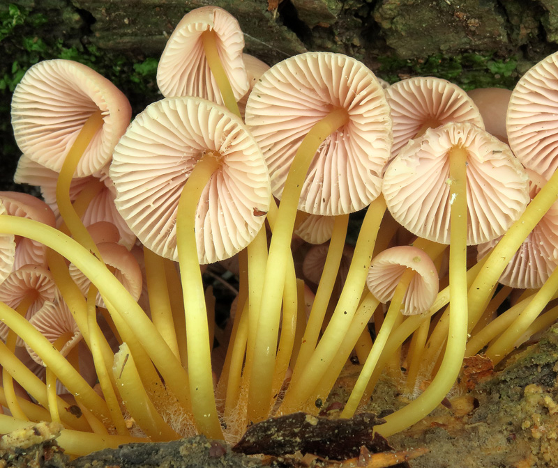 Mycena renati Quel.
Parole chiave: Mycena renati Quel.