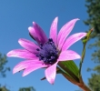 Anemone_hortensis2.jpg