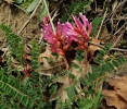 Astragalus_monspessulanus.jpg