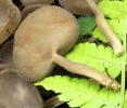 Helvella_macropus_quater.jpg