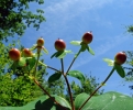 Hypericum_androsaemum.jpg