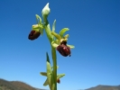 Ophrys_sphegodes1.jpg