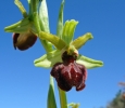 Ophrys_sphegodes3.jpg