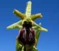 Ophrys_sphegodes7.jpg