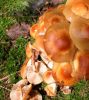 Pholiota mutabilisDscn2690.jpg