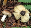 Russula_puellaris_bis.jpg