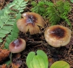 Russula_puellaris_ter.jpg